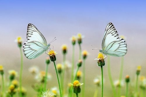 きれいな蝶の写真