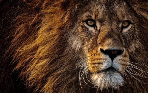 精悍なオスライオンの写真