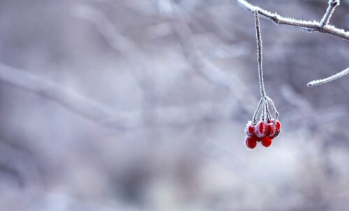 雪景色と赤い木の実