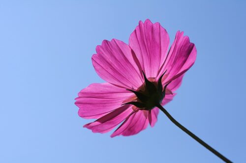 青空を背景に、きれいなコスモスの花